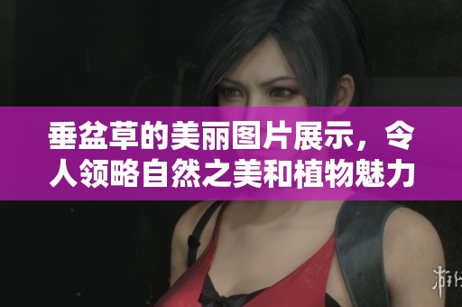 垂盆草的美丽图片展示，令人领略自然之美和植物魅力