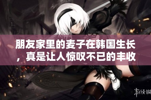朋友家里的麦子在韩国生长，真是让人惊叹不已的丰收景象