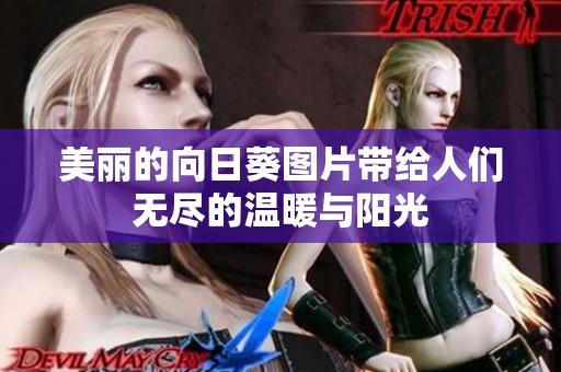 美丽的向日葵图片带给人们无尽的温暖与阳光