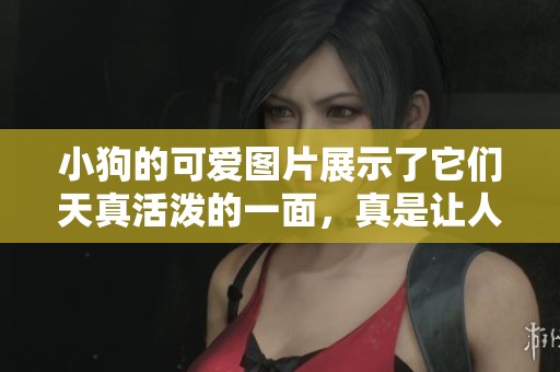 小狗的可爱图片展示了它们天真活泼的一面，真是让人心醉不已。