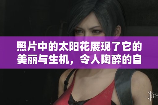 照片中的太阳花展现了它的美丽与生机，令人陶醉的自然风光让人赞叹不已